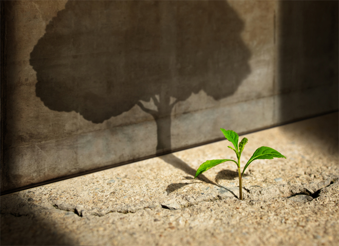 Une petite plante verte projette une ombre d'arbre sur un mur
