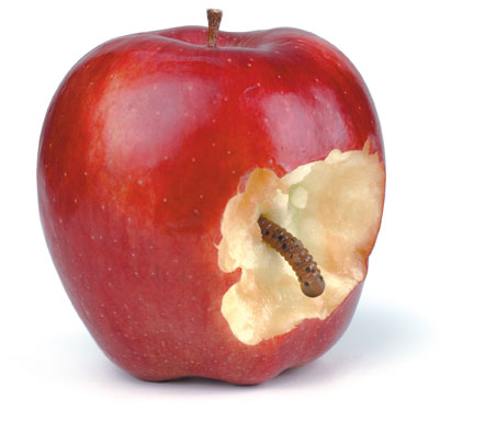 S.31_Apfel-Wurm.jpg