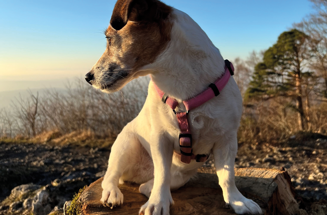 Stefanie Körners Hund Juma