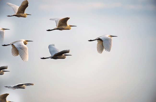 Zugvögel im Flug