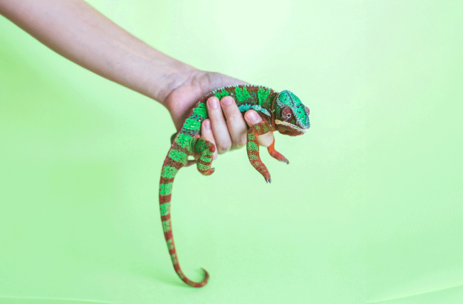 Ein Arm hält mit festem Griff ein Chameleon fest, das durch seine Wandelbarkeit Veränderung und Change-Management symbolisiert