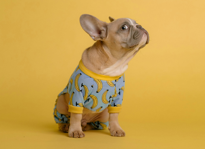 L'art d'écouter: un Bouledogue tend une oreille