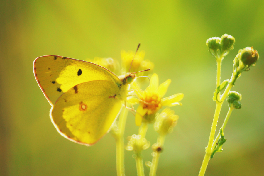 Un papillon dans des fleurs sauvages