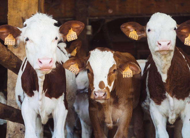 enquete_veganisme_unsplash.jpg