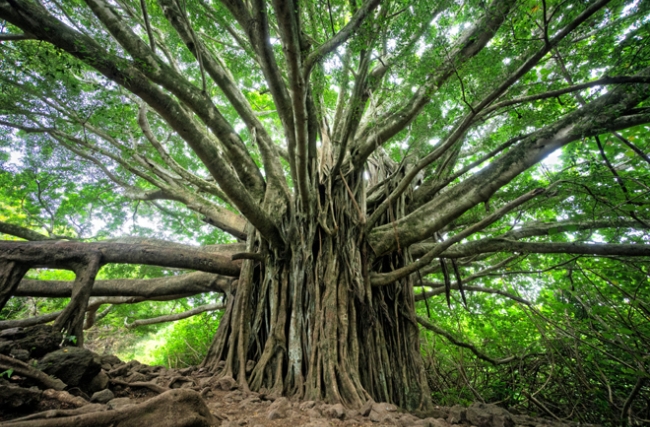 développement_brandon-green_unsplash.jpg
