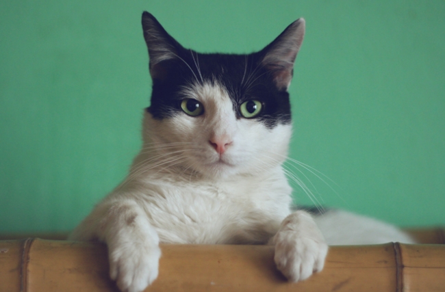 methode_feline_unsplash.jpg