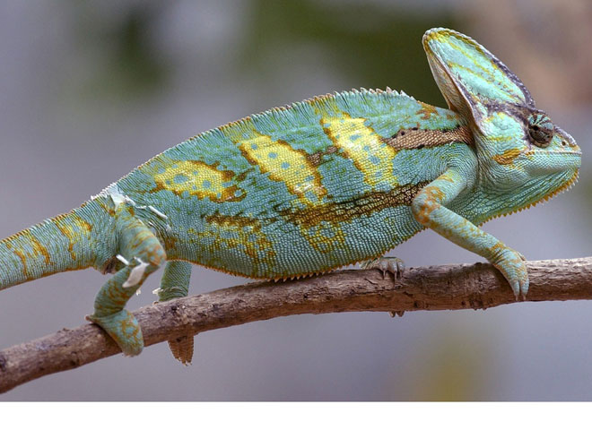 Chamaeleon.jpg