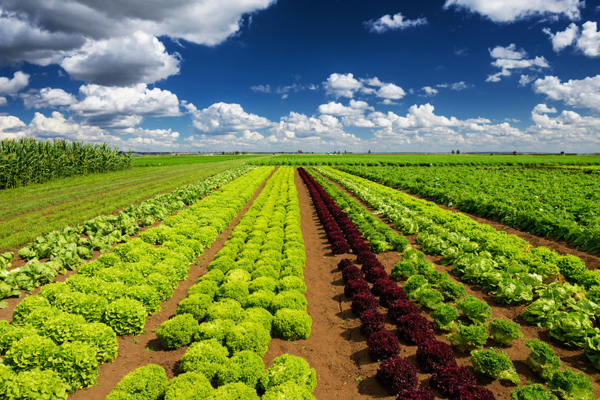 Landwirtschaft_123RF.jpg