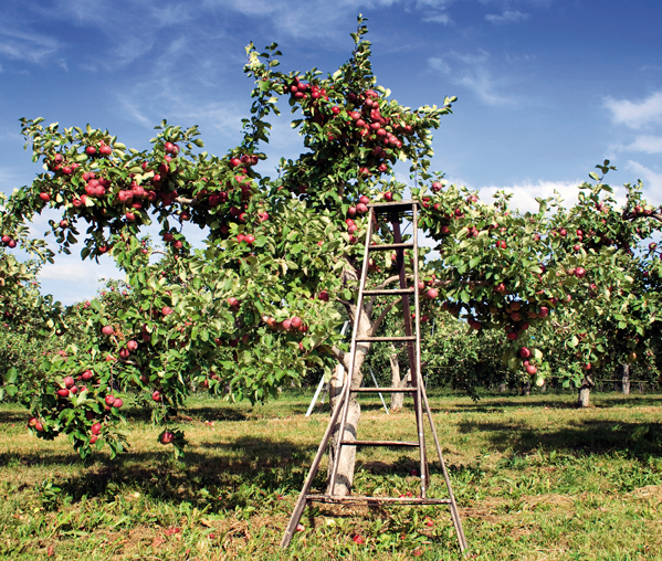 S.07_Apfel Baum.jpg
