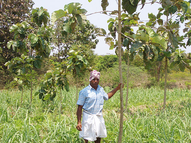 S.23_Baum-in-Indien-11_09.jpg