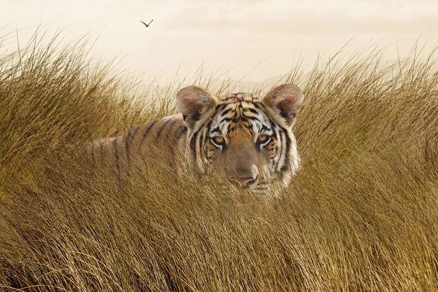 Un tigre dans la savanne