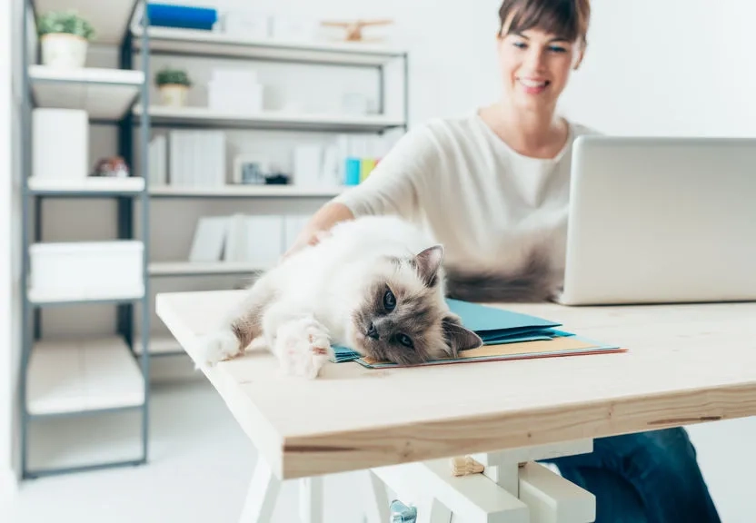 Chat_bureau.jpg