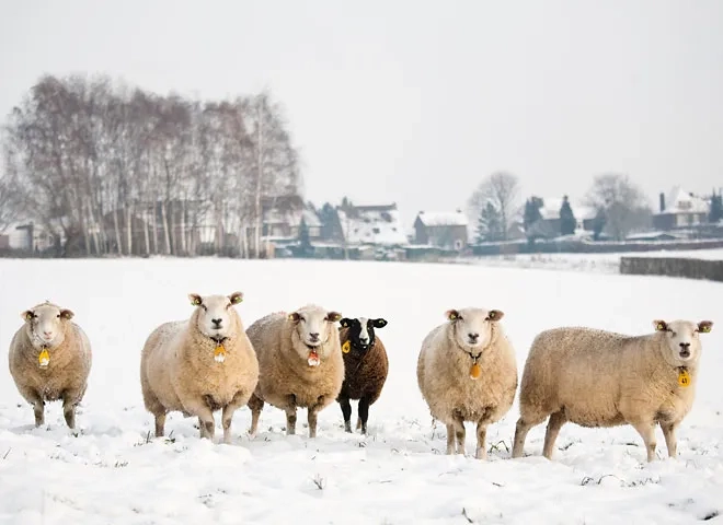 S.35-Schafe-im-Schnee_iStock.jpg
