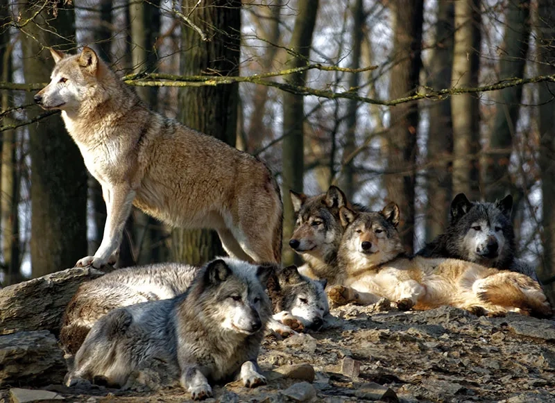 Wolfsrudel_web.jpg