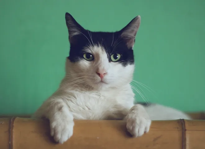 methode_feline_unsplash.jpg